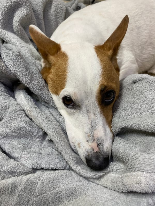 Jack Russell Terrier napping on a gray blanket in Krasnodar