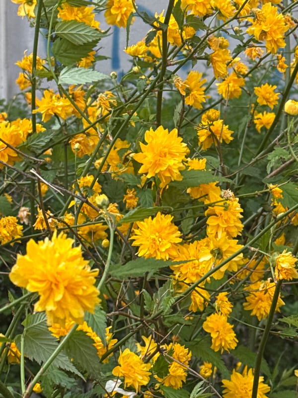 Yellow flowers photographed in dense foliage cluster