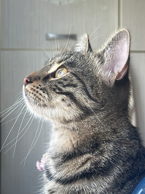 Tabby cat spotted looking upward in Sofia, Bulgaria