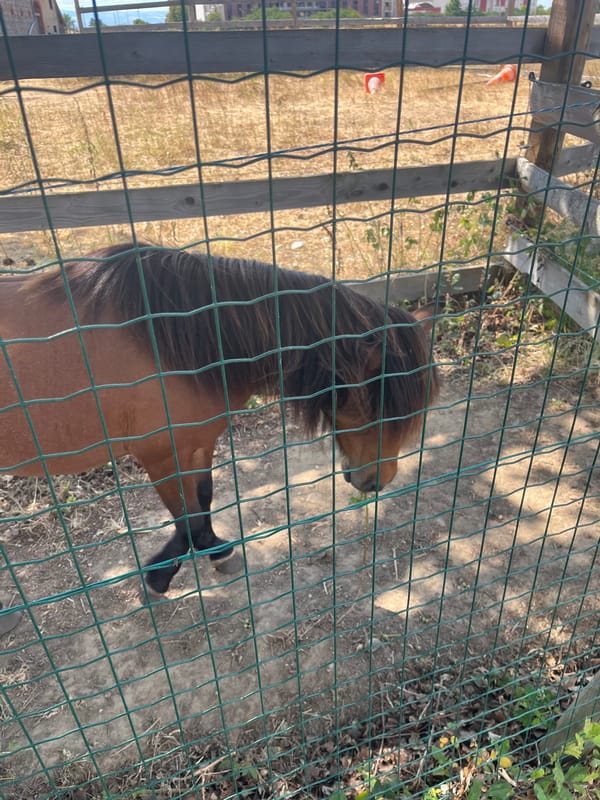 Gym workout and horse visit in Saint-Galmier on a summer afternoon