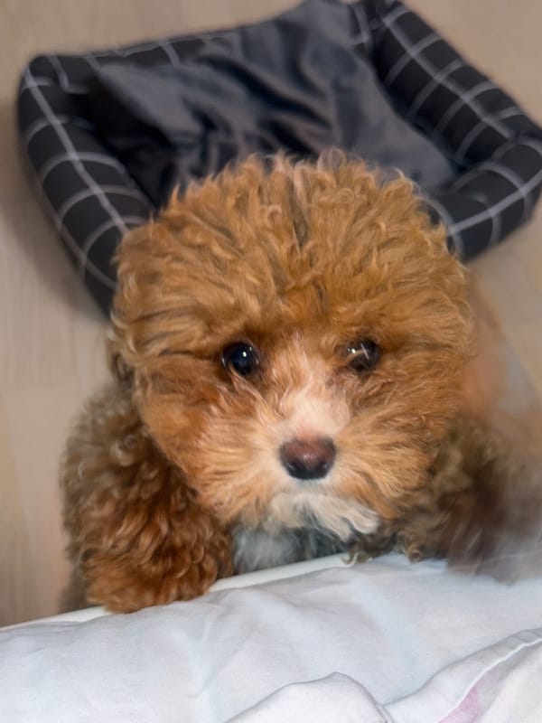 Toy poodle puppy poses for the camera, three angles