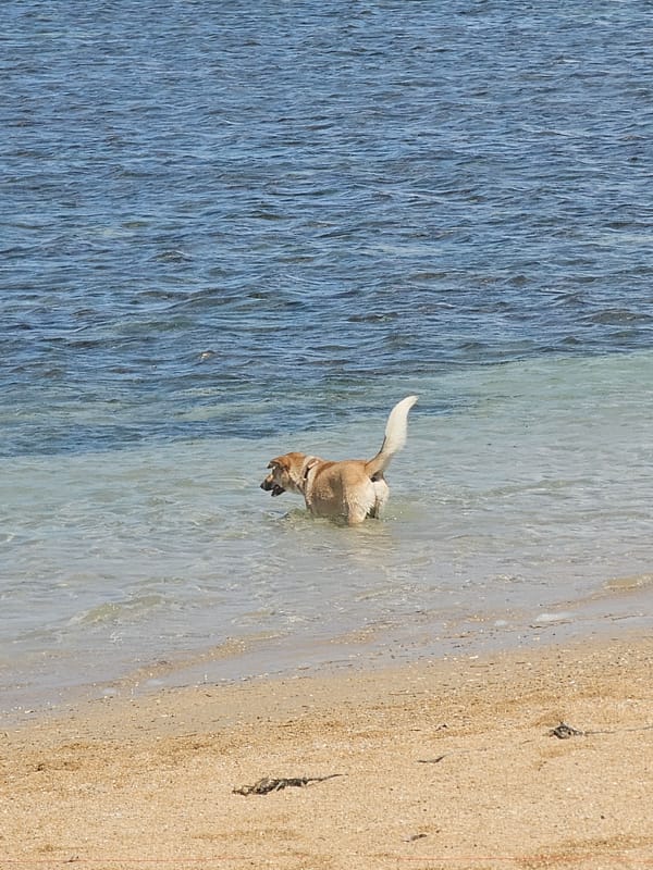 Kuta Beach buzzing with water sports, dogs, and outrigger boats