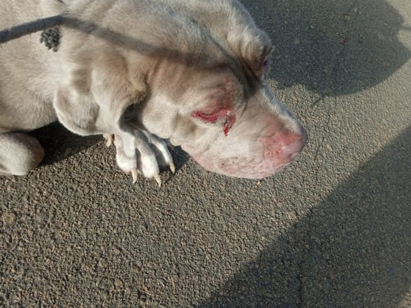 Dogs and urban animals observed in deteriorated city area