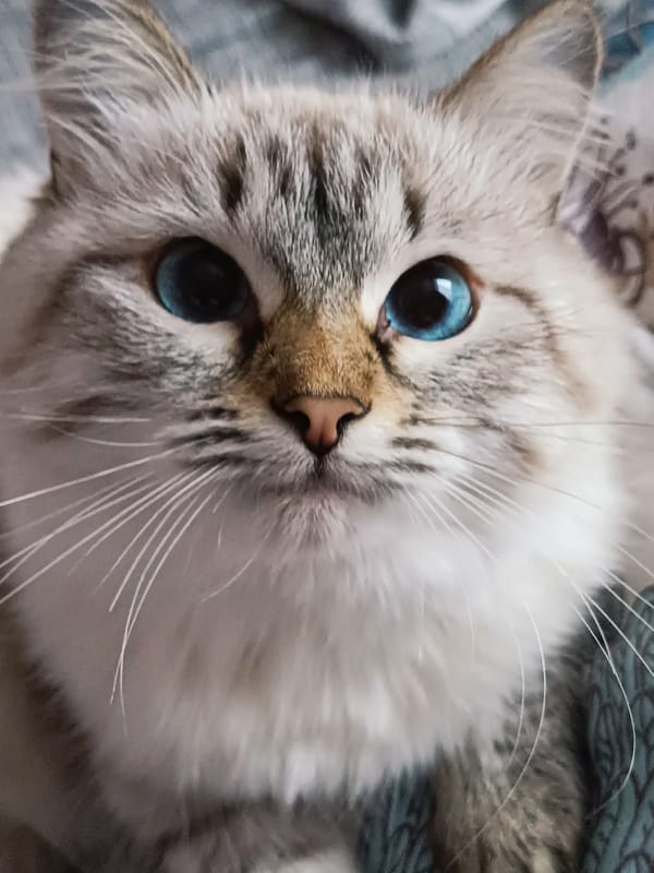 Morning pet encounters and portraits captured in Noviy, Russia