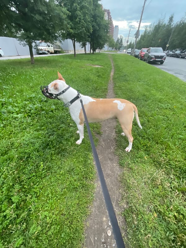 Muzzled pit bull on a leash walks through a residential neighborhood