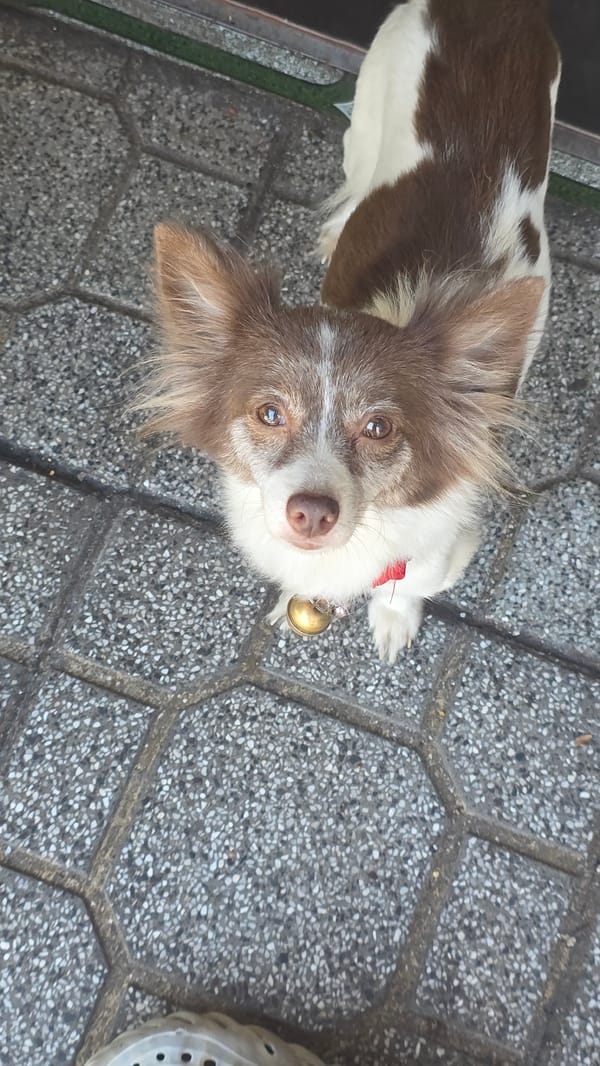 Small dog spotted on Nha Trang streets in early morning