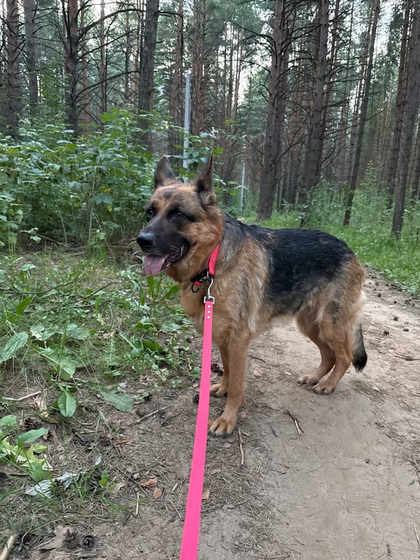 Forest walk and fiery sunset in Chaikovsky, Russia