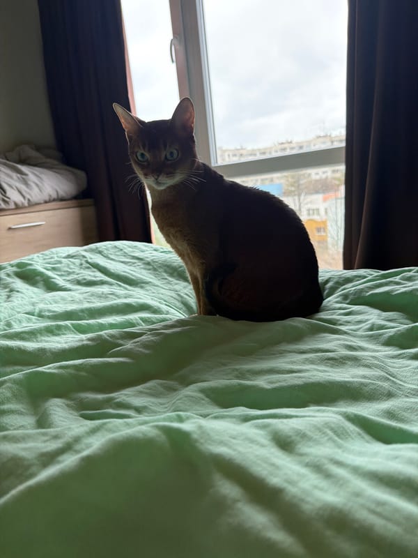 Abyssinian cat photographed on bedsheet in Sofia apartment