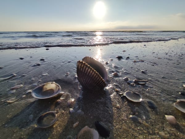 Shells and crabs at the Rimini shoreline, early morning