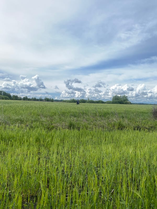 Metal detecting activity observed in Ukrainian agricultural fields