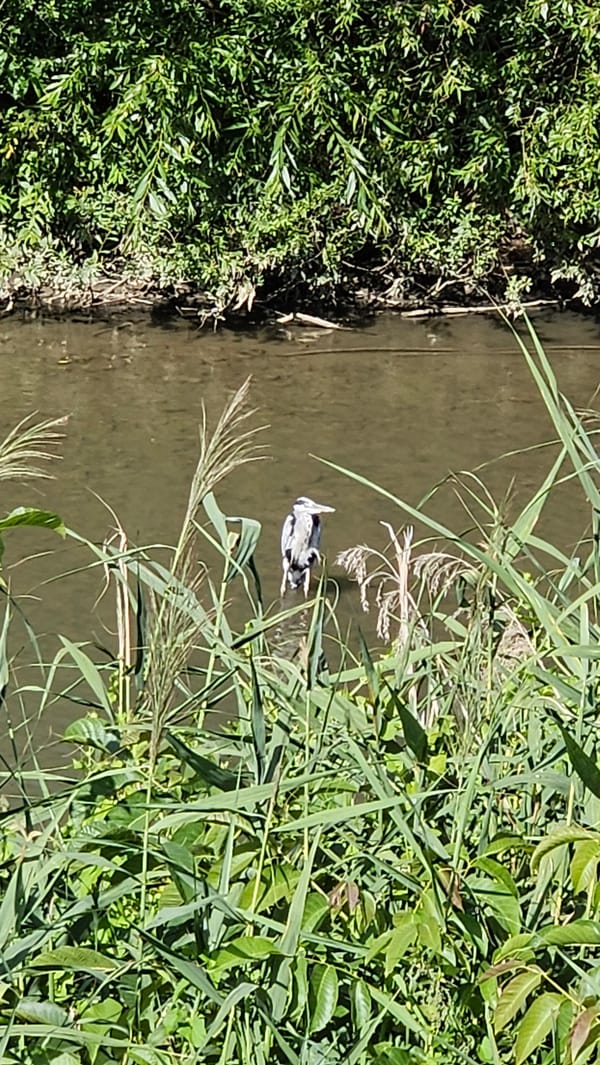 Morning along Prešov's rivers — wildlife, cyclists, and locals out