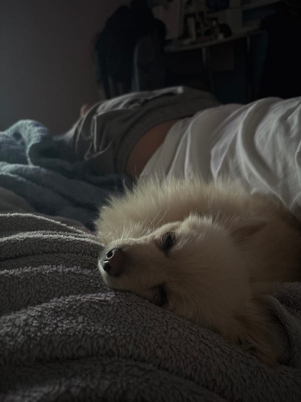 Small dog sleeps peacefully on blanket in Sofia home