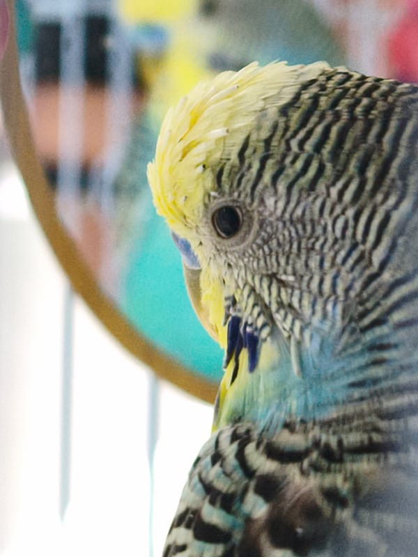 Pet budgerigars and pink roses, up close in Chaikovsky