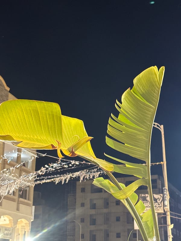 Evening food scenes documented in New Damietta, Egypt