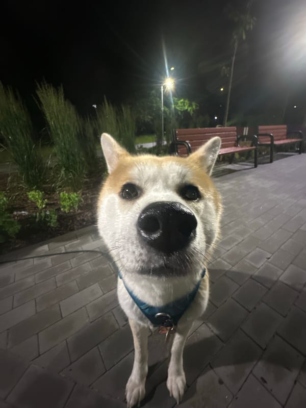 Nighttime dog walk captured in park setting