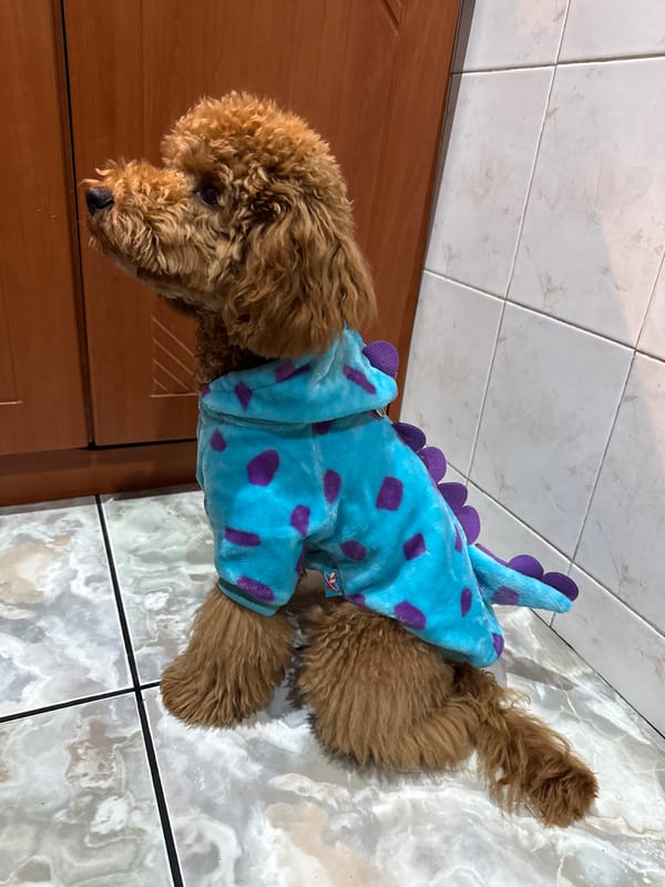 Costumed poodle and blooming daffodil spotted in Burgas