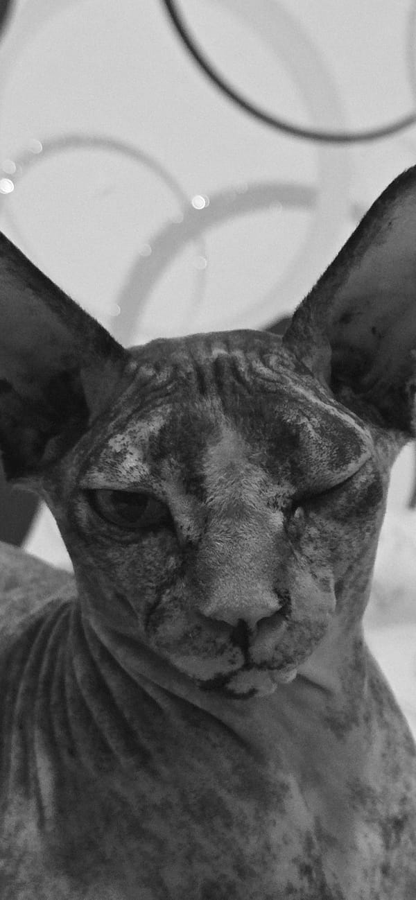 Black and white cat portraits from Baku, up close and unhurried