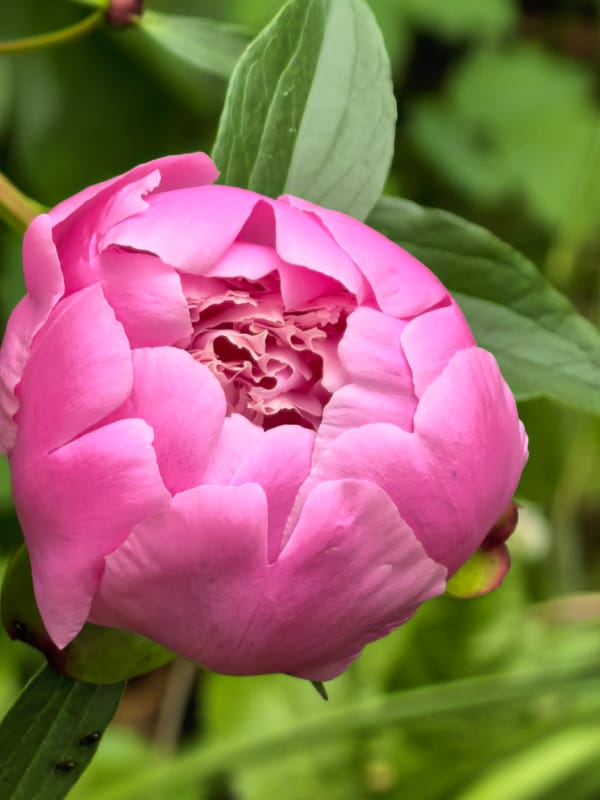 Spring blooms and daily life documented in Sterlitamak, Russia