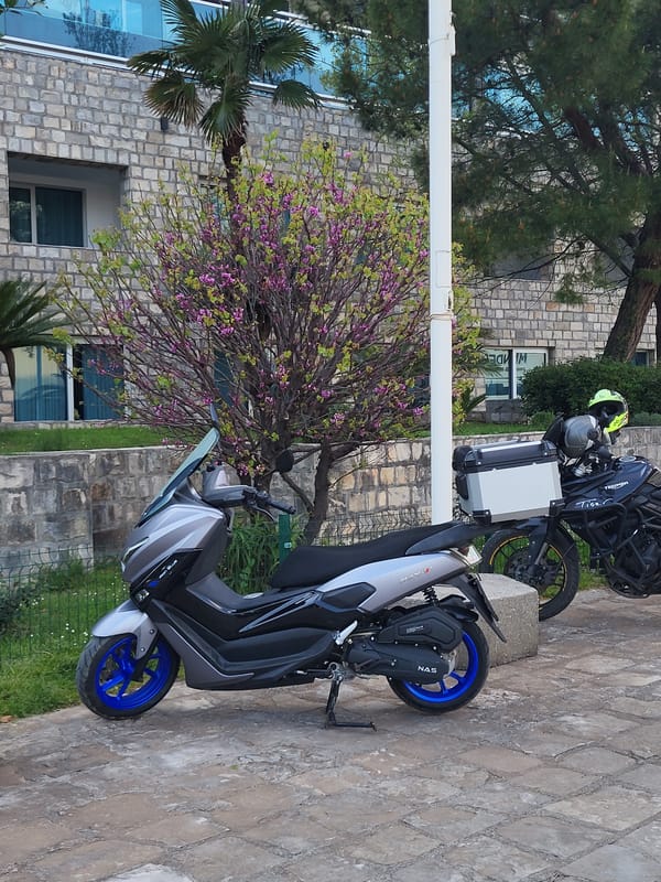 Domestic life snapshots featuring Sphynx cats documented in Budva