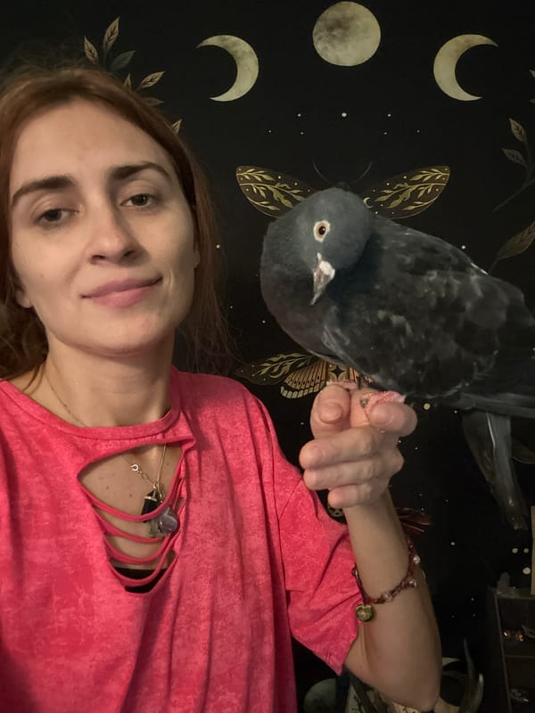 Up close with a pet pigeon in Togliatti
