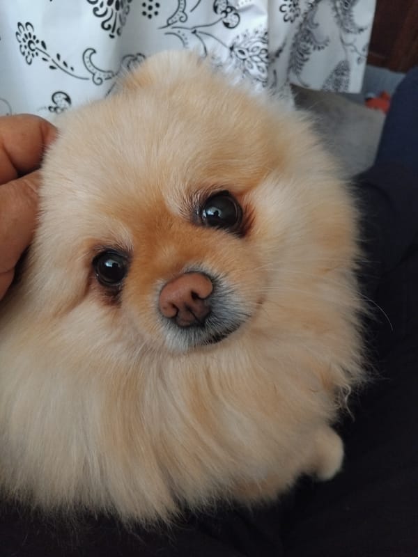 Pomeranian dog's morning routine documented in Bulgarian home