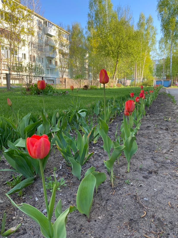 Red tulips bloom in residential area in Noviy, Russia