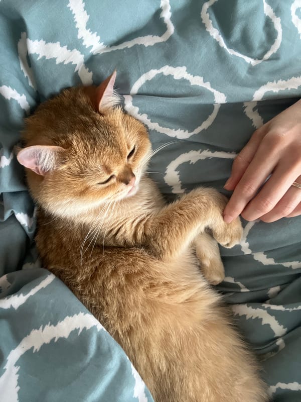 Quiet morning moment between human and cat in Montenegro