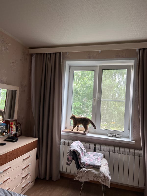 Quiet morning at home in Tula, pets and screens
