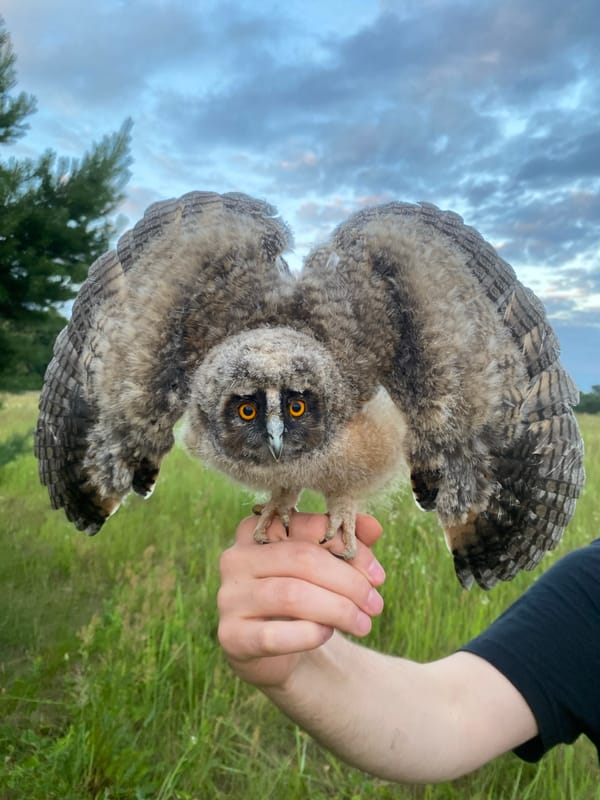 Owl chick up close in a Protvino field