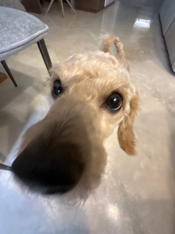 Evening dining experience documented at Mexico City matcha restaurant