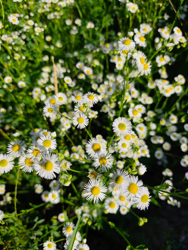 Wildflowers and leaves up close in Bălți