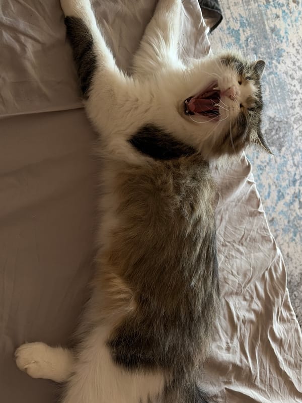 Morning cat companion and tarot cards in Chaikovsky, Russia
