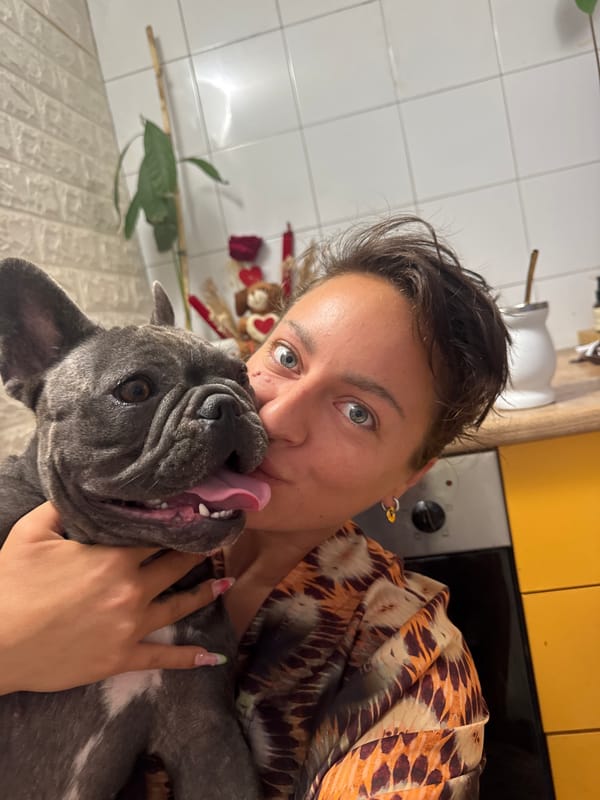 French Bulldogs lounging and playing indoors in San Benedetto del Tronto