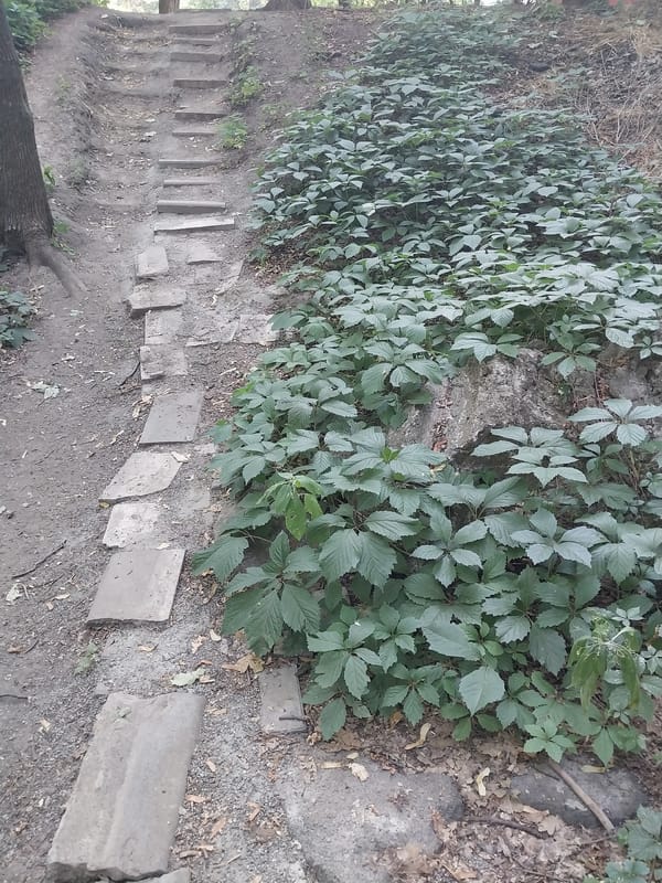 Summer morning in a Dnipro park — wildflowers, birds, and paths