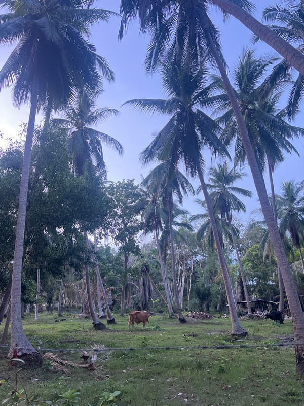 Koh Phangan morning: roads, forest, cows, and everyday island life