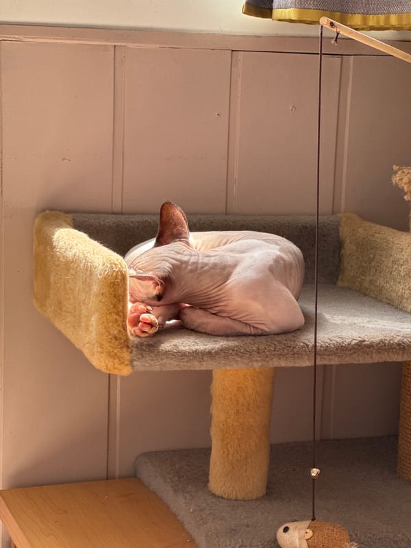 Hairless pink cat rests and plays in tree