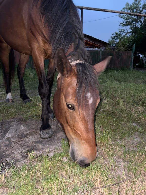 Rural moments documented in Novopokrovskaya: horse, daisies, running child