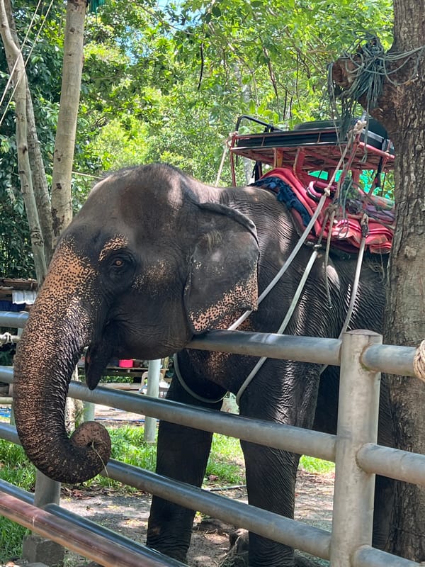 Elephant sanctuary visit and Ko Samui exploration