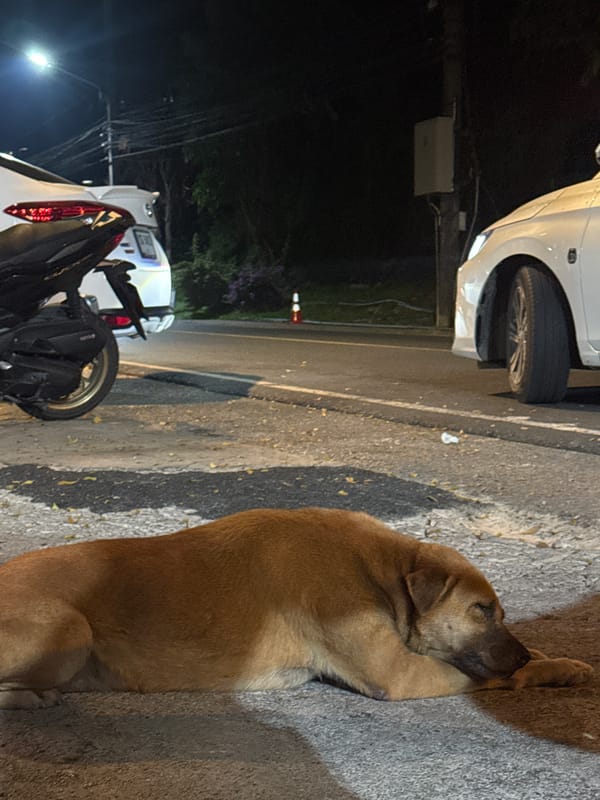Dog sleeps peacefully on nighttime street in Patong, Thailand