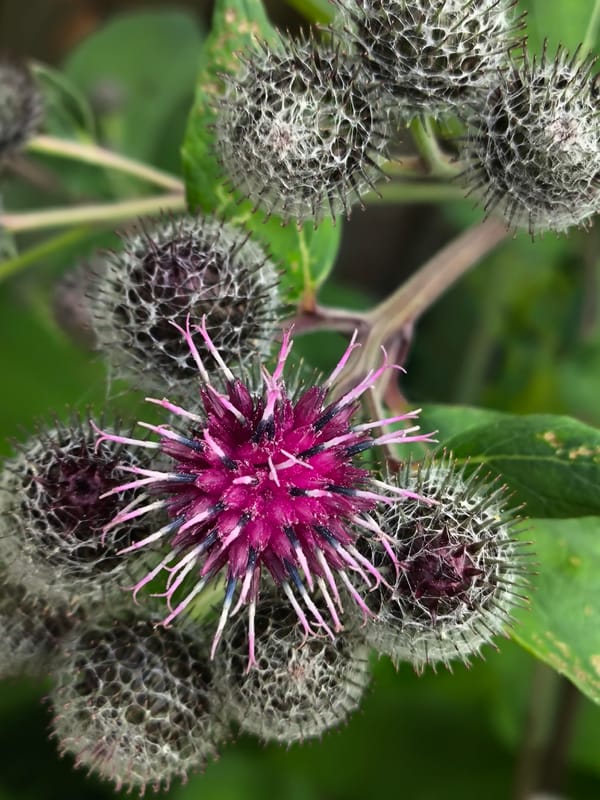 Post-rain macro details: droplets and a thistle in Kaliningrad