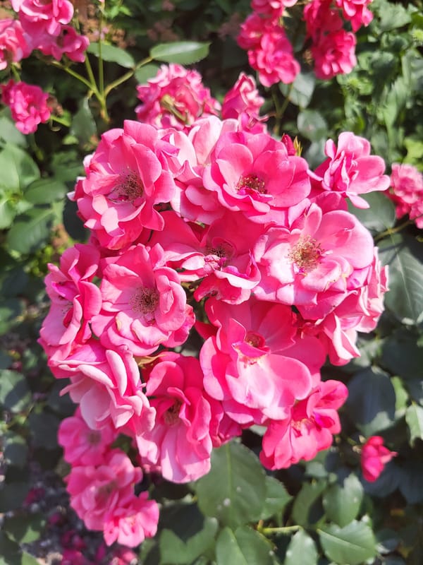 Pink roses and a courtyard playground, close up