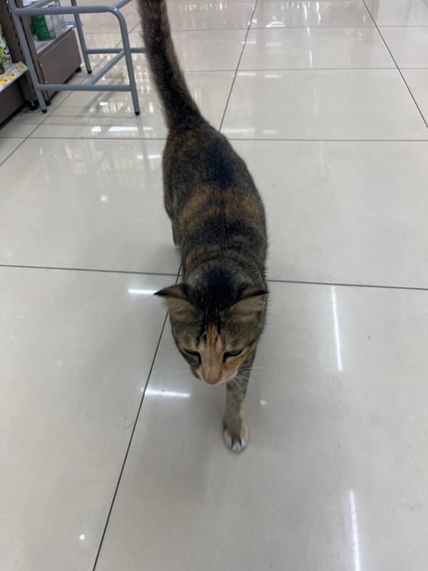Cats frequent 7-Eleven store in Rawai, Thailand
