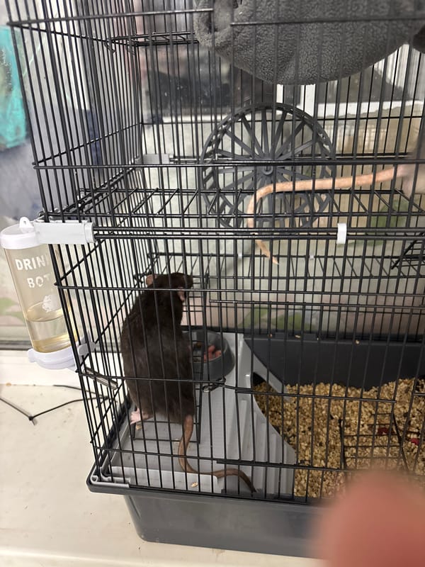Domestic life: pets and people in quiet indoor moments