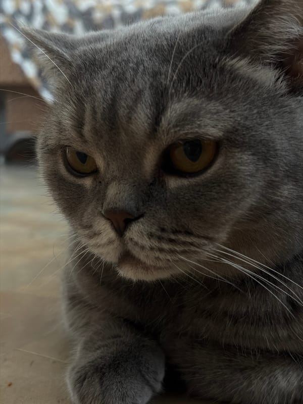 Grey tabby cat photographed in close portrait in Perm