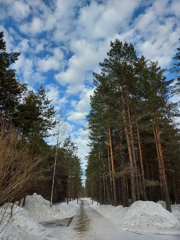 Snowy forest path documented in Novosibirsk pine woods