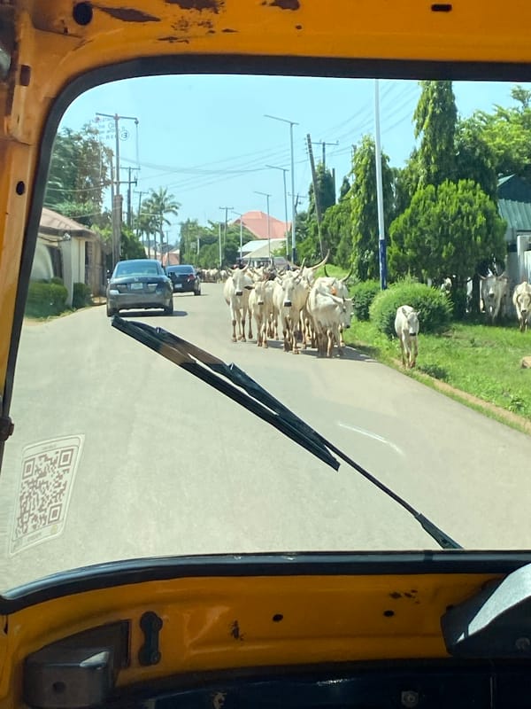 Cattle herd moving through Gura Top streets, viewed from a rickshaw