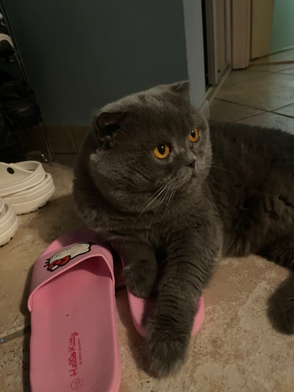 Gray cat claims pink Hello Kitty sandals as resting spot