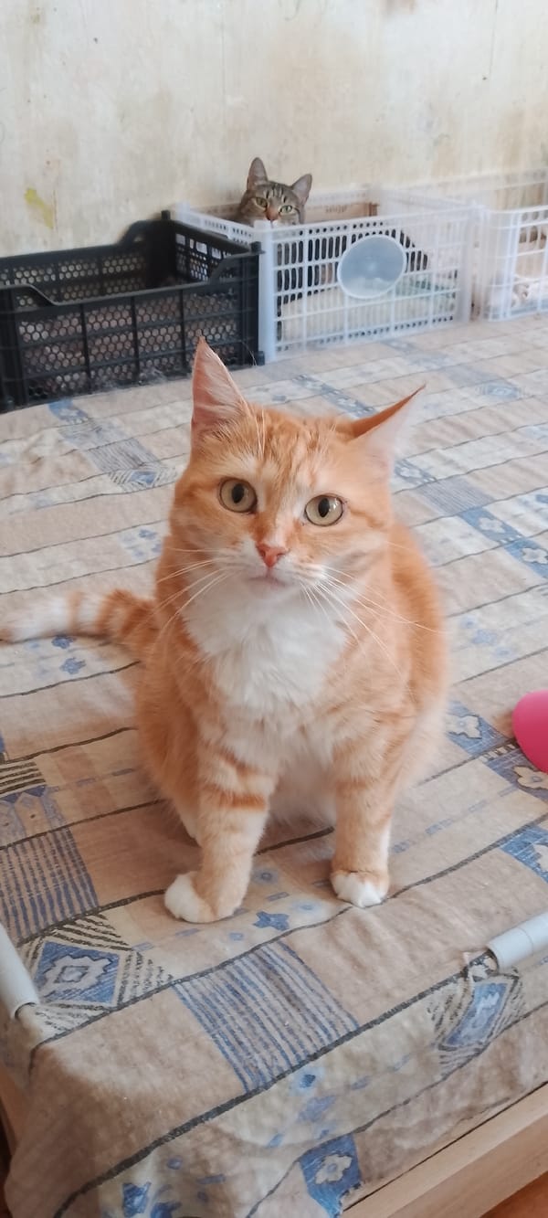 Cats fill a Belgorod apartment on a quiet August morning
