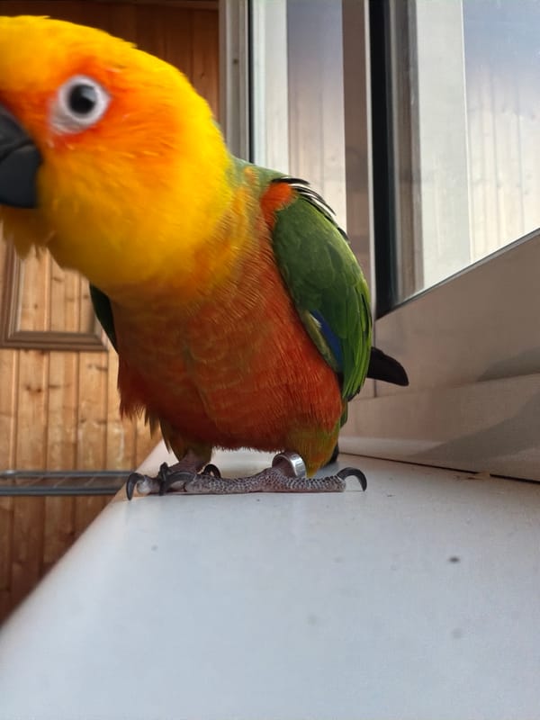 Sun Conure parrot photographed indoors on white surface