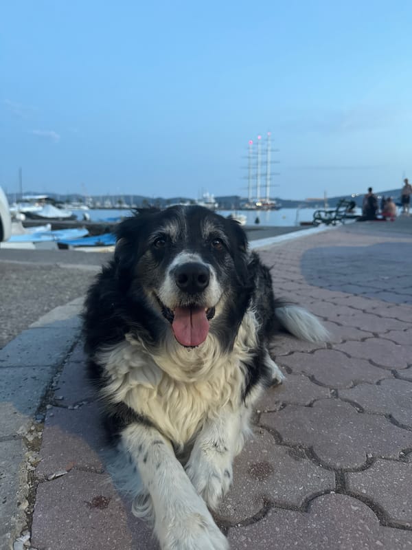 Dog chilling on a harbor walkway, boats in the background.